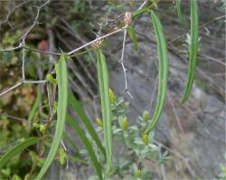 Cyphia-sylvatica-leaves 